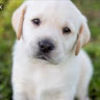s_riker